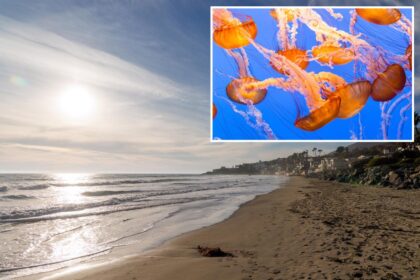 Stinging jellyfish warning issued for beachgoers at SoCal beaches