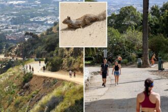 Dead squirrels spark health alert at famous Hollywood hiking trail