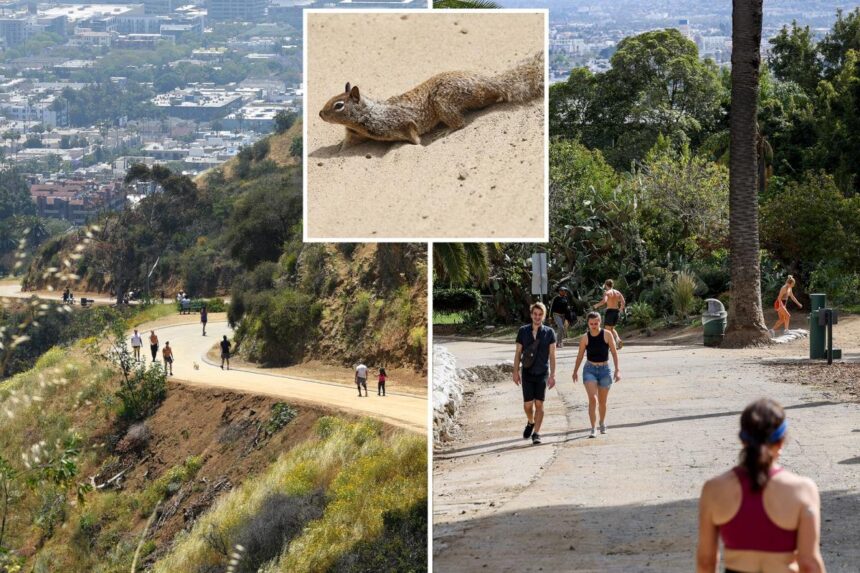 Dead squirrels spark health alert at famous Hollywood hiking trail