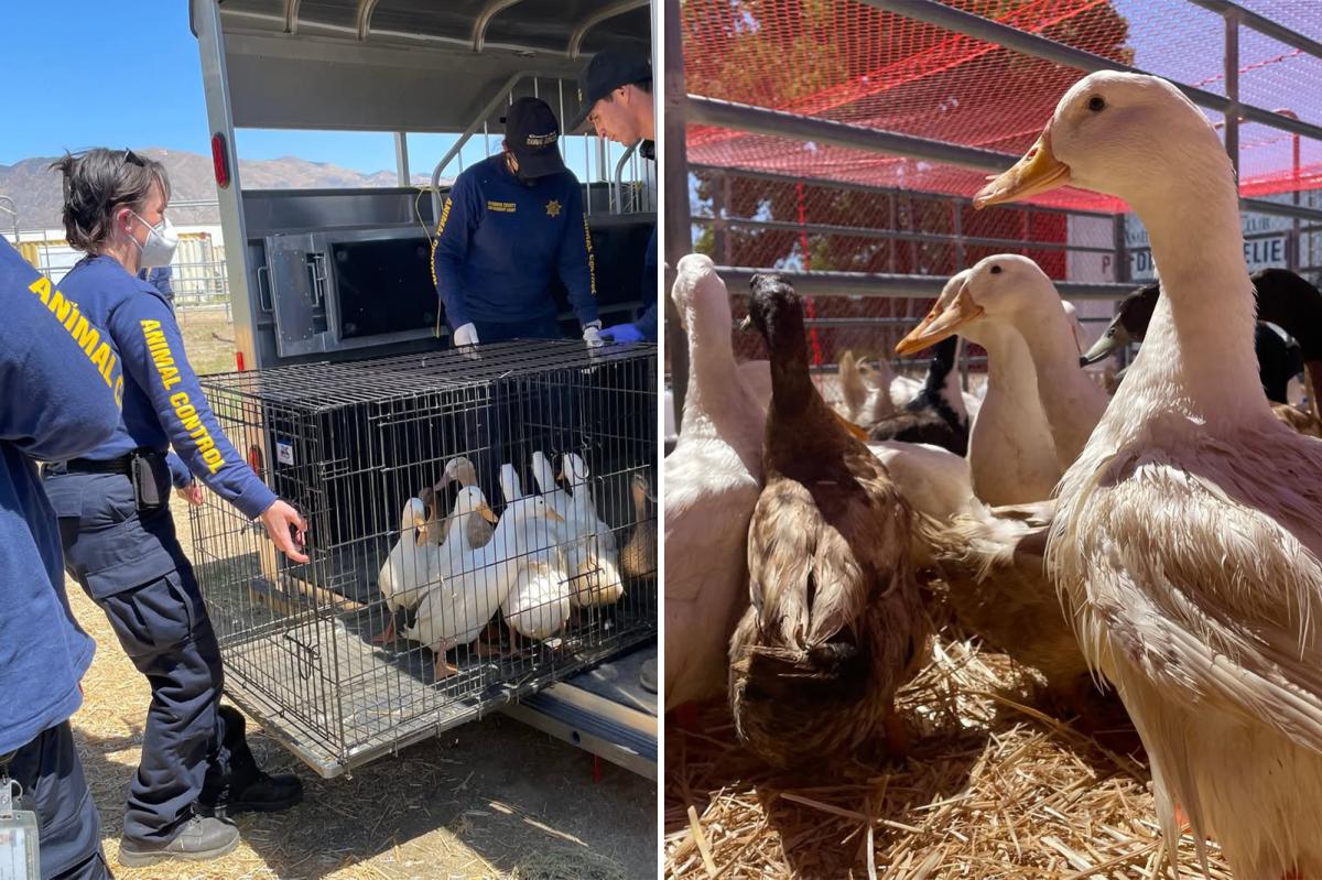 Activists erupt as rescued ducks are sold off like cheap chicken
