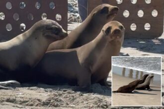 Adorable video shows sea lion pups released back into the ocean