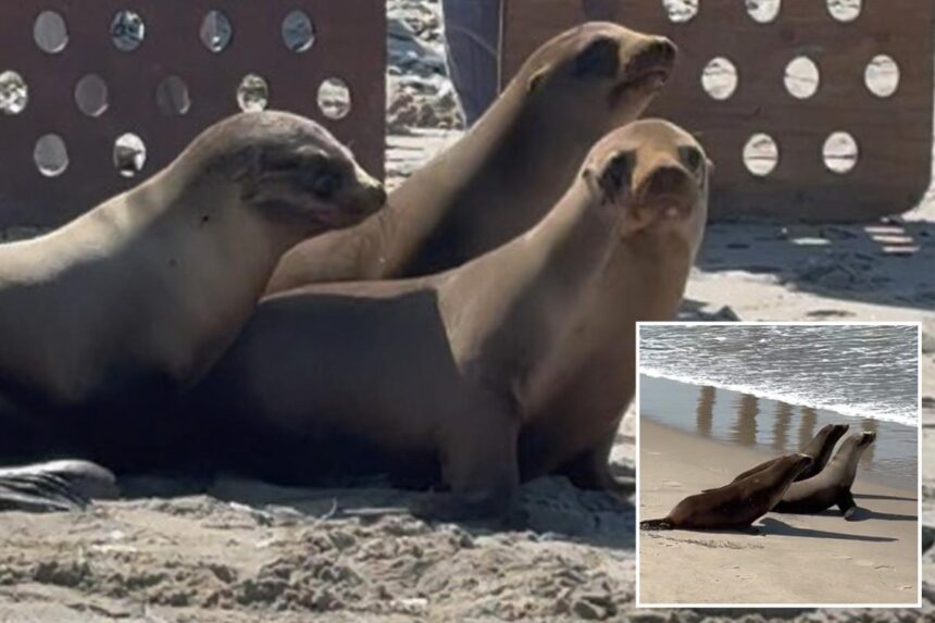 Adorable video shows sea lion pups released back into the ocean