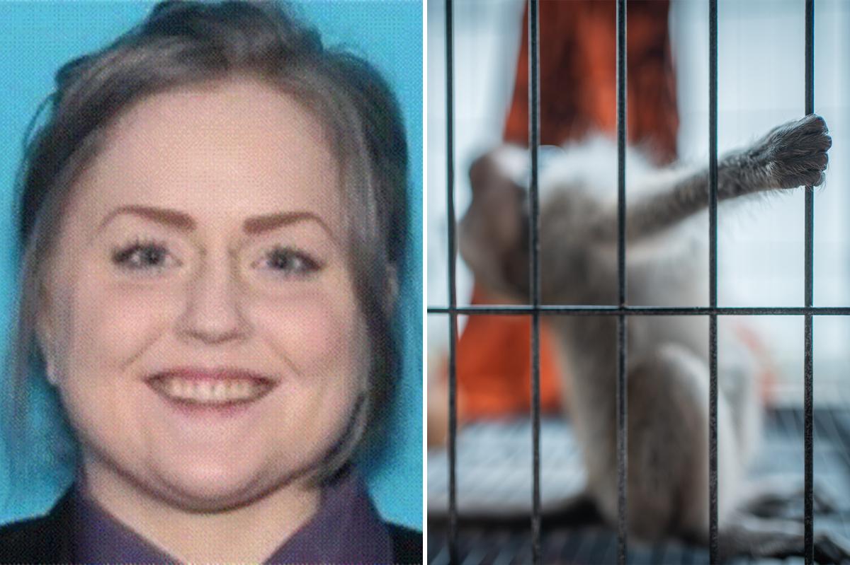 Sicko pleads guilty to paying for sexual torture videos involving monkeys for online group: ‘Sick person’