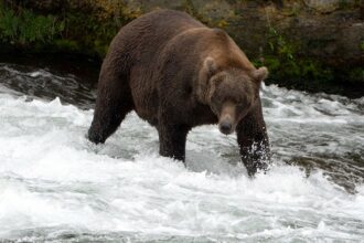 2 US Army soldiers in Alaska injured in bear attack during training exercise