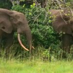 California millionaire trampled to death by elephants while on African hunting expedition