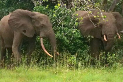 California millionaire trampled to death by elephants while on African hunting expedition