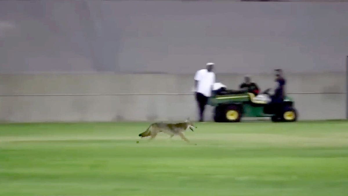 Coyote caught on camera in California