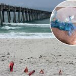 Poisonous, stinging Portuguese man o’ war are rapidly invading beaches: ‘Extremely painful’
