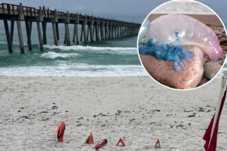 Poisonous, stinging Portuguese man o’ war are rapidly invading beaches: ‘Extremely painful’