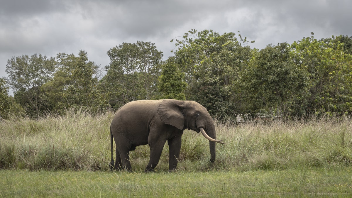 A forest elephant walking through a clearing in Gamba, Gabon