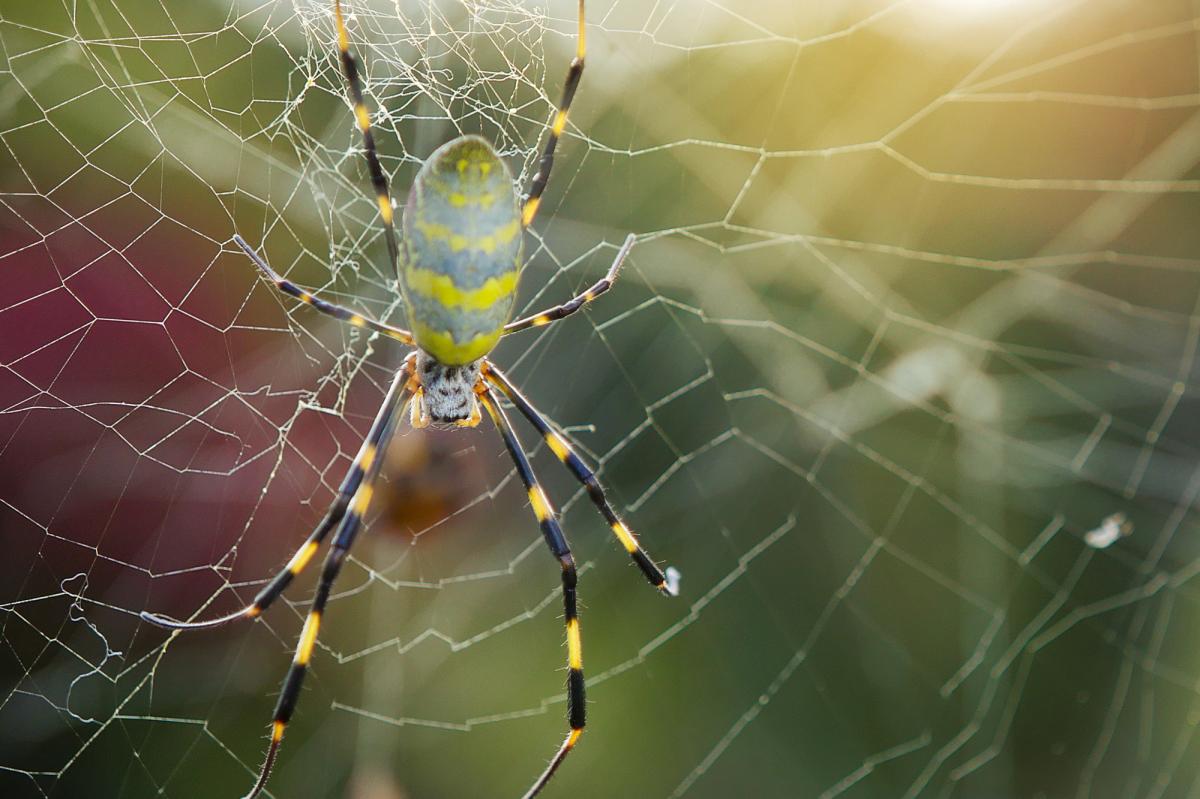 Spiders as large as your hand spark panic in SoCal as they spread across the US