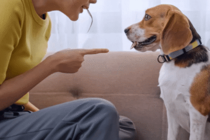 Dear Abby: I can no longer sit for my son’s undisciplined dog