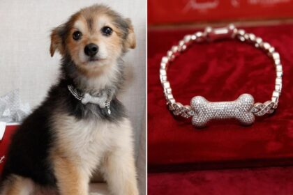 Canine couture gets a major glow-up with gold, diamond and ruby custom collars — for a whopping 0K