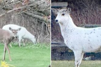 Extremely rare piebald deer couple found roaming Long Island