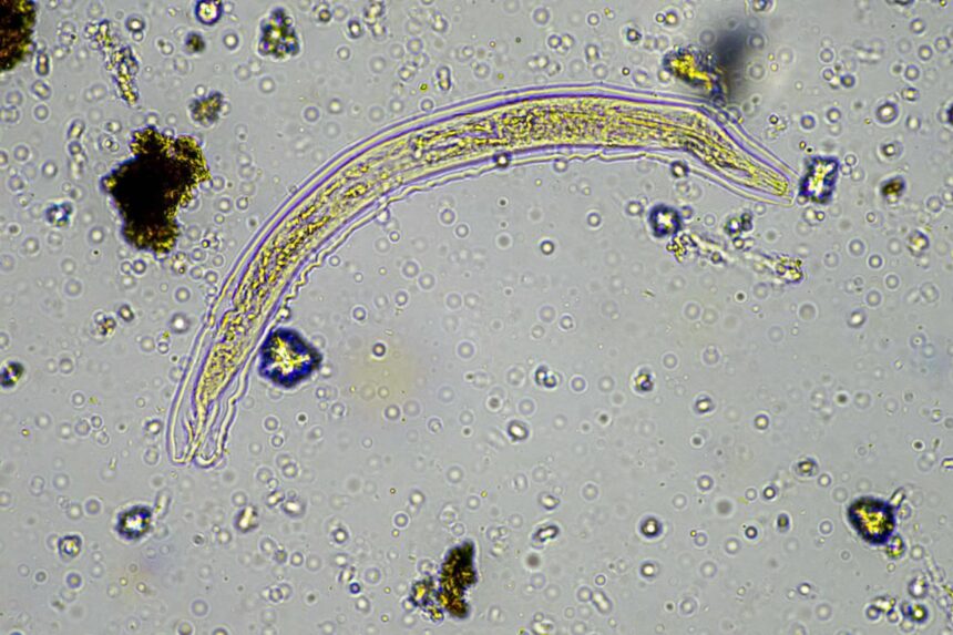 24,000-year-old frozen ‘zombie worm’ thawed by scientists — then it shockingly started reproducing