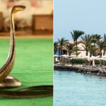 Tourist dies at luxury resort after cobra from snake show climbs up pants, bites him: police
