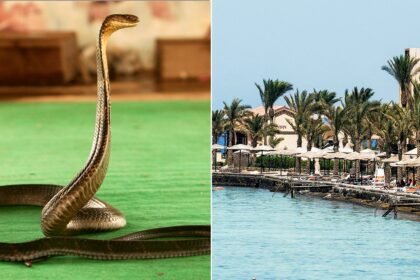 Tourist dies at luxury resort after cobra from snake show climbs up pants, bites him: police