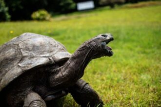 It Was a Hoax: Jonathan, the World’s Oldest Tortoise, Is Still ‘Alive and Well’