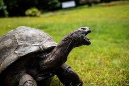 It Was a Hoax: Jonathan, the World’s Oldest Tortoise, Is Still ‘Alive and Well’