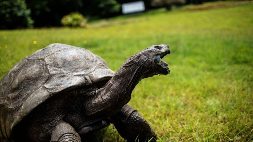 It Was a Hoax: Jonathan, the World’s Oldest Tortoise, Is Still ‘Alive and Well’