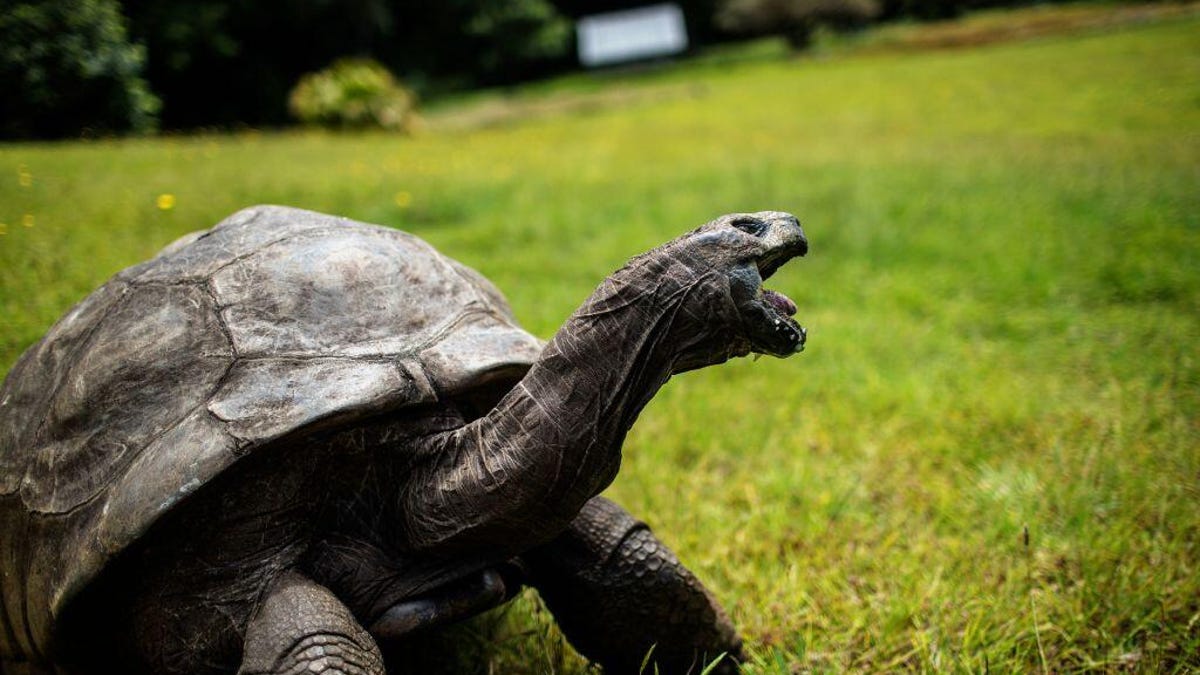 It Was a Hoax: Jonathan, the World’s Oldest Tortoise, Is Still ‘Alive and Well’