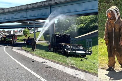 One million bees swarm highway after crash shuts down interstate ramp for hours