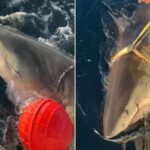 Largest male white shark Contender’s latest ping offers fresh insight into shark behavior