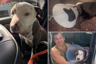 Skid Row homeless test drugs on innocent pups as heartless animal abuse runs rampant