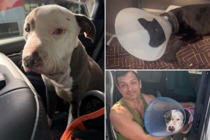 Skid Row homeless test drugs on innocent pups as heartless animal abuse runs rampant