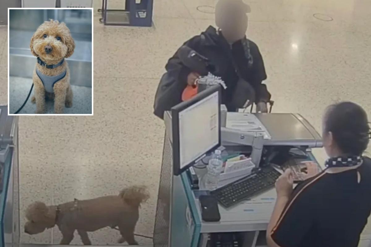Brainless Vegas traveler who abandoned adorable dog at airport to catch plane faces jail time