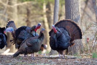 Three year old shoots two people during ‘Youth Turkey Hunt’ in Wisconsin