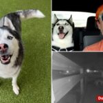 US Airman’s beloved husky, car allegedly stolen by house sitter while deployed overseas: ‘Lost a part of home’