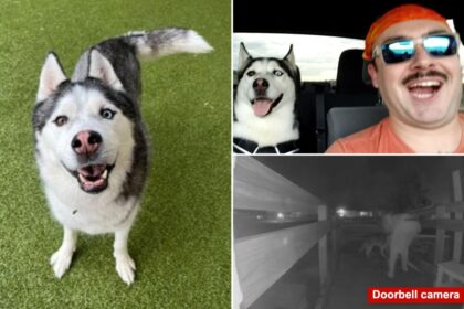 US Airman’s beloved husky, car allegedly stolen by house sitter while deployed overseas: ‘Lost a part of home’