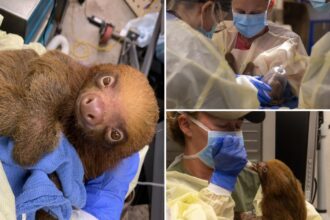13 malnourished sloths rescued from bankrupt Florida tourist trap after 31 die in its care