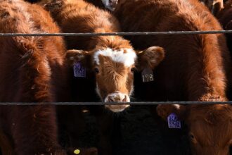 Cattle theft in Germany: farms hit by organised gangs