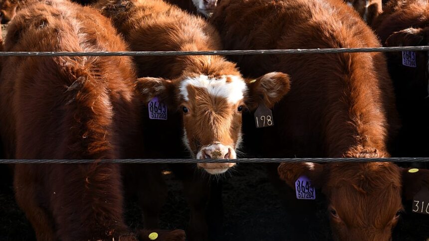 Cattle theft in Germany: farms hit by organised gangs