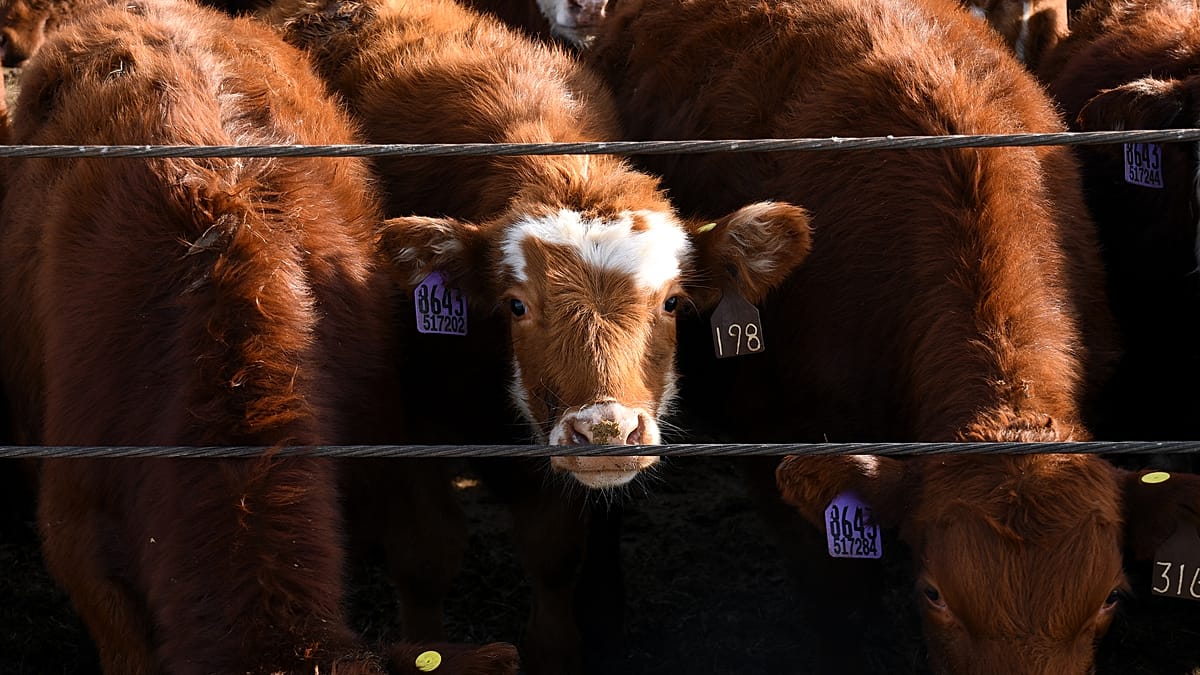 Cattle theft in Germany: farms hit by organised gangs