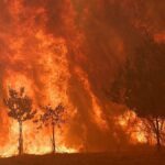 Spain to launch biggest wildfire campaign after record losses in 2025
