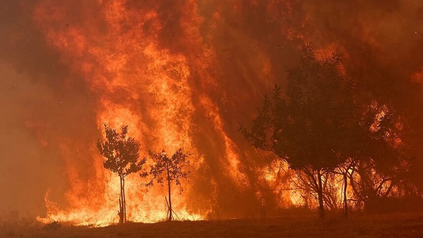 Spain to launch biggest wildfire campaign after record losses in 2025