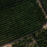 Did the EU-Mercosur deal allow contaminated coffee into Europe?