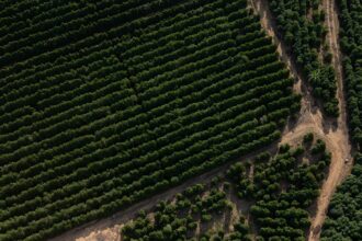Did the EU-Mercosur deal allow contaminated coffee into Europe?