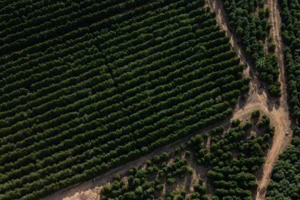 Did the EU-Mercosur deal allow contaminated coffee into Europe?