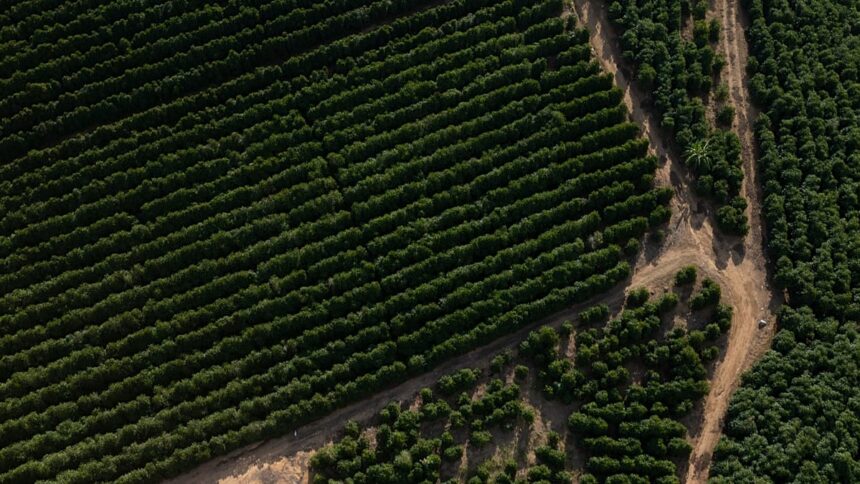 Did the EU-Mercosur deal allow contaminated coffee into Europe?