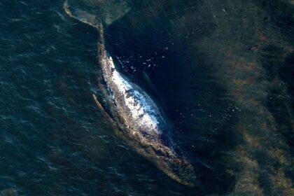 End of the rescue operation: Humpback whale “Timmy” released in the North Sea