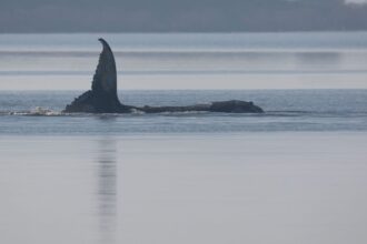 Whale Timmy is dead, GPS tracker confirms identity