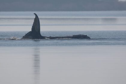 Whale Timmy is dead, GPS tracker confirms identity