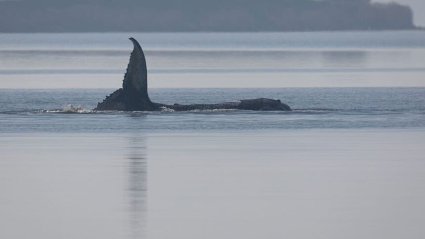 Whale Timmy is dead, GPS tracker confirms identity