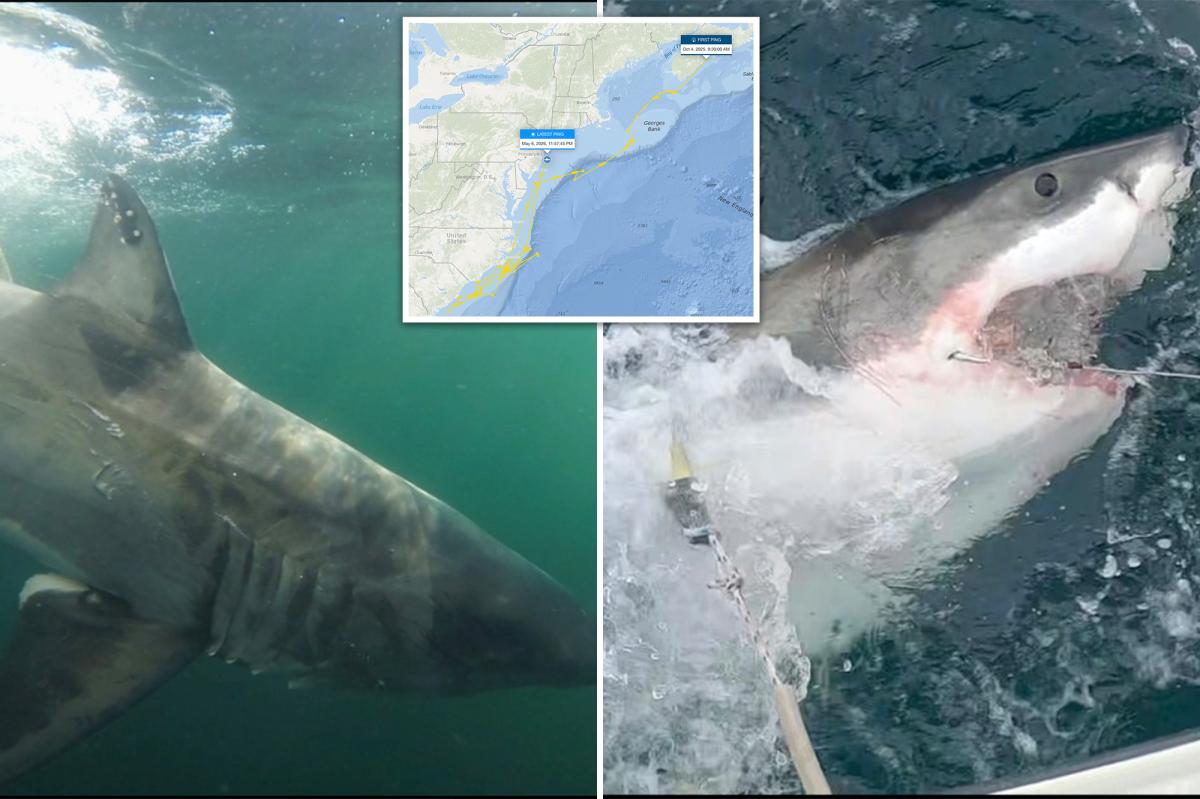 First great white shark of season spotted off Jersey coast