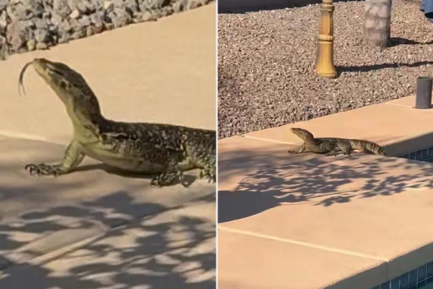 Arizona man shocked when he finds  unexpected, giant creature swimming in his pool