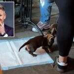 Gordon Ramsay responds to ‘overexaggerated’ reaction after alleged dog-inside-restaurant drama